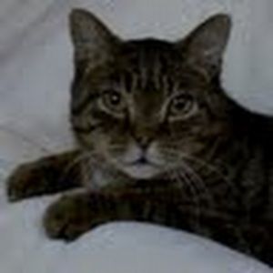 Meet your Posher, Callie